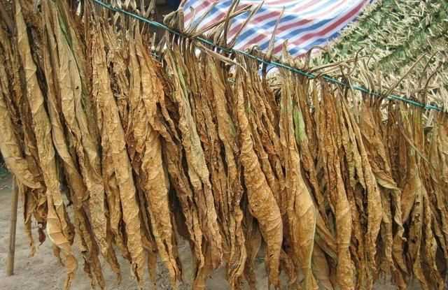 面粉長蟲子了怎么辦，買的面里面有小蟲子怎么辦？圖3