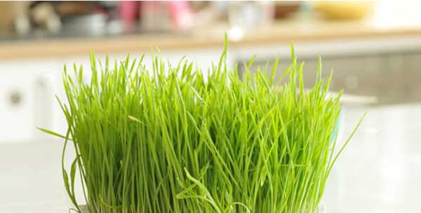 做清明團子用什么草,做清明團的植物叫什么圖2