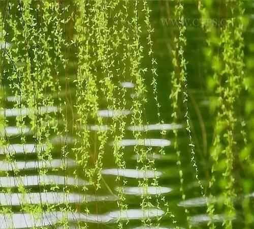 春去也飛紅萬點愁如海