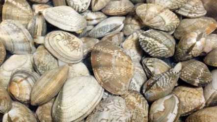 花蛤怎么保存一晚上,花蛤怎么保存到第二天圖3