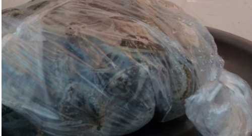 花蛤怎么保存一晚上,花蛤怎么保存到第二天圖7