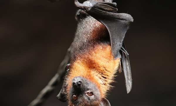 貓頭鷹，蝙蝠，燕子，丹頂鶴誰不是鳥類