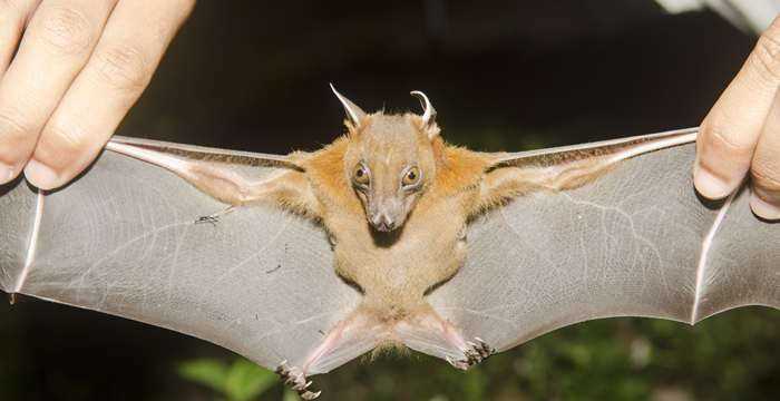 蝙蝠是獸類還是鳥類