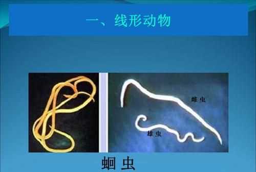 線形動(dòng)物通常寄生在人的哪個(gè)部位