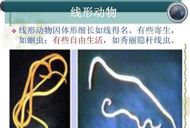 線形動(dòng)物的特征生活習(xí)性呢
