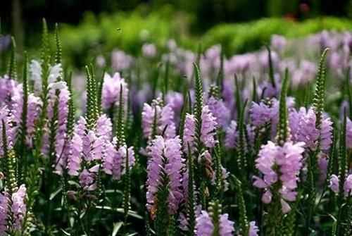 什么花有毒，什么花有毒?(全部)？圖1