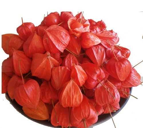 紅姑娘皮能長期泡水喝嗎