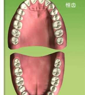 牙和齒有什么區(qū)別呀