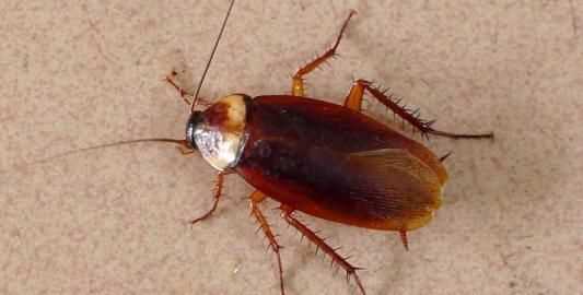 蟑螂多久會餓死，怎么才能切斷家里的水源徹底讓蟑螂餓死？圖2