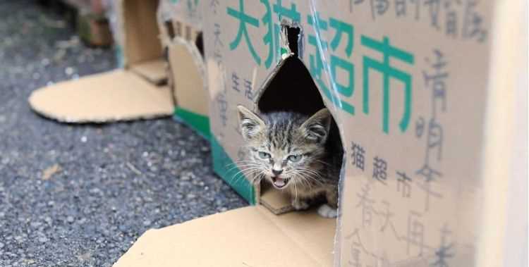 什么快遞同省可以寄貓咪