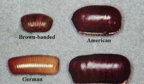 蟑螂多久會餓死，怎么才能切斷家里的水源徹底讓蟑螂餓死？圖7