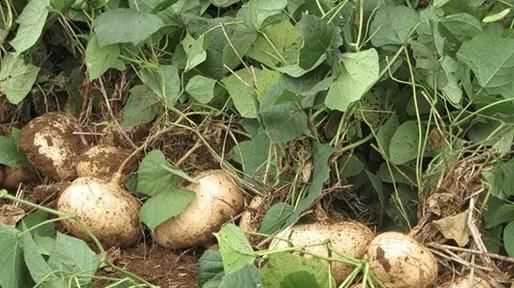 涼薯吃多了會怎么樣，涼薯花能吃嗎？圖3