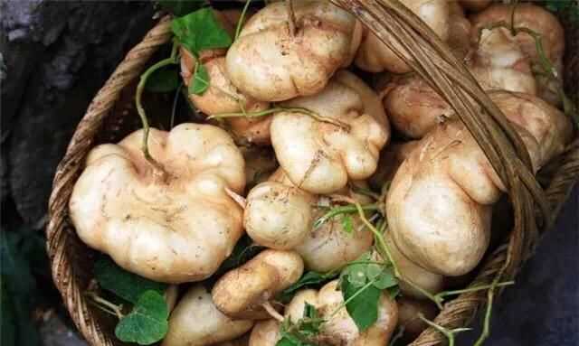 涼薯吃多了會怎么樣，涼薯花能吃嗎？圖4