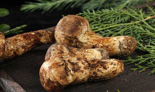 松茸為什么不能水洗,松茸如何清洗圖4