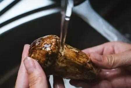 松茸為什么不能水洗,松茸如何清洗圖5