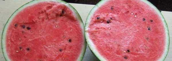 怎么分辨西瓜有沒有成熟,瓜農(nóng)怎么辨別西瓜是否成熟圖3