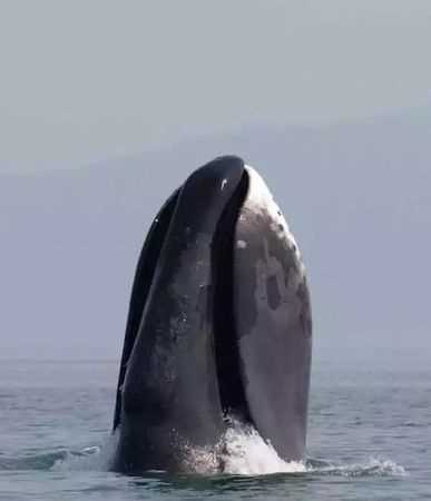 Grace是不是最長壽的海洋動(dòng)物