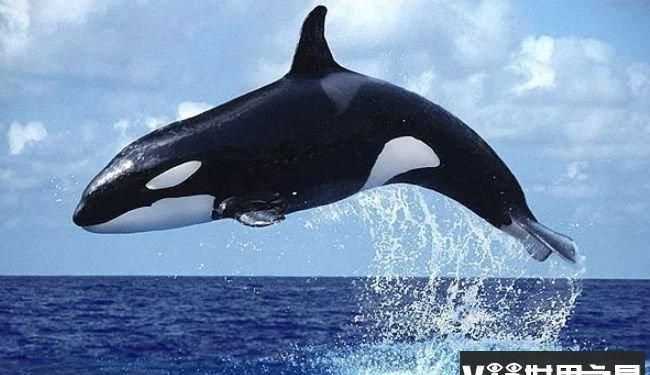 海龜是不是最長壽的海洋生物