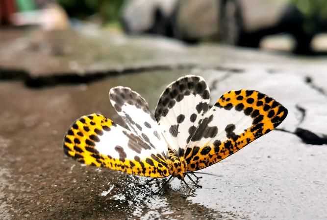 小昆蟲的避暑方法很什么