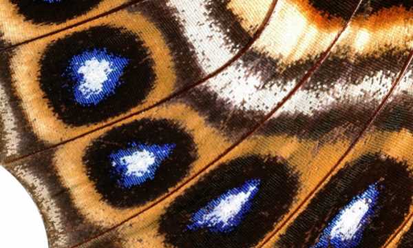 蝴蝶避暑的方法有哪些,小昆蟲的避暑方法很什么圖4