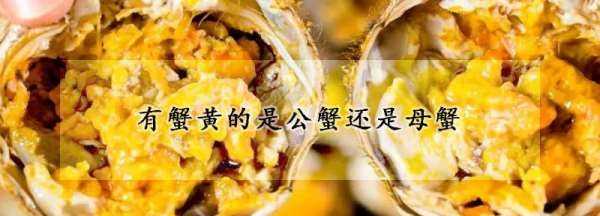 螃蟹有黃的是公還是母,有黃的螃蟹是公的還是母的吃的圖4
