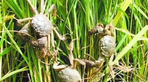 清蒸螃蟹蒸出來(lái)綠色的東西能吃嗎