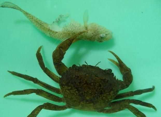 螃蟹剝開(kāi)里面蟹黃是正常的，旁邊卻有綠色的東西，還能吃嗎