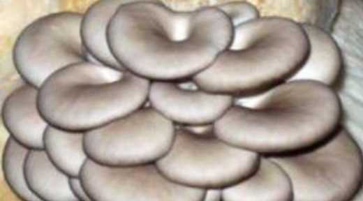 蘑菇放冰箱長白毛能吃,蘑菇放冰箱長白毛還能吃嗎圖1