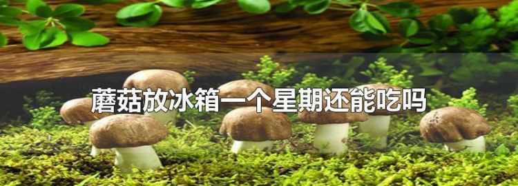 蘑菇在冰箱里面放著長了一層白毛還能吃嗎