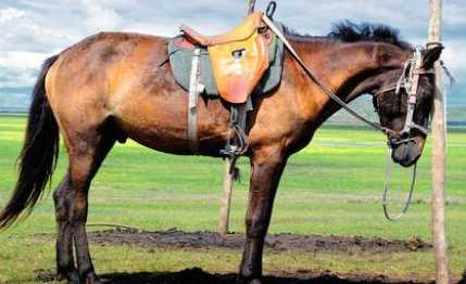 馬是怎么睡覺的,馬是躺著睡覺的嗎圖4