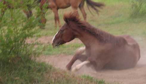 馬是怎么睡覺的,馬是躺著睡覺的嗎圖5