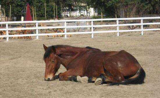 馬是怎么睡覺的,馬是躺著睡覺的嗎圖7