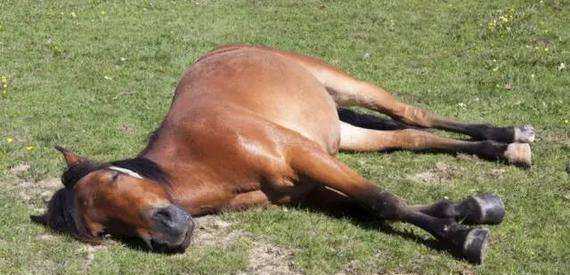 馬是怎么睡覺的,馬是躺著睡覺的嗎圖8