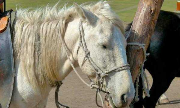 馬是怎么睡覺的,馬是躺著睡覺的嗎圖9