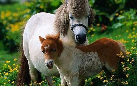 馬是怎么睡覺的,馬是躺著睡覺的嗎圖10