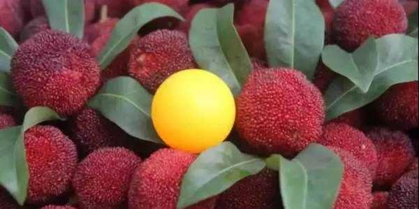 夏天應(yīng)季水果蔬菜有哪些,夏天的蔬菜有哪些應(yīng)季的圖2