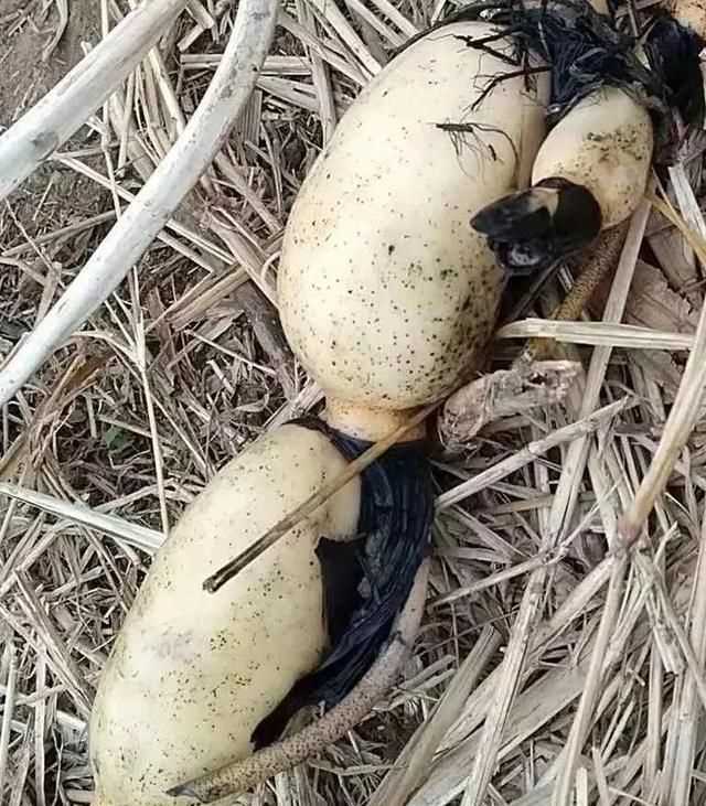 藕洞里有黑膜能吃嗎，藕空洞中間是黑的怎么處理？圖2