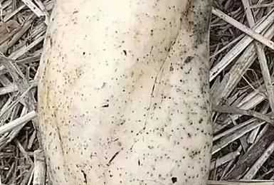 藕洞里有黑膜能吃嗎，藕空洞中間是黑的怎么處理？圖3