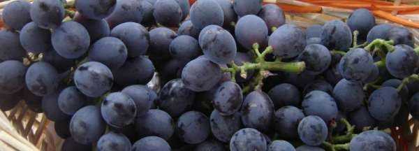 葡萄上有凸起的小點(diǎn)點(diǎn)可以吃,葡萄上有凸起的小點(diǎn)點(diǎn)可以吃嗎圖4