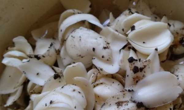 新鮮百合能直接曬干,百合花苞發(fā)干為什么呢圖4