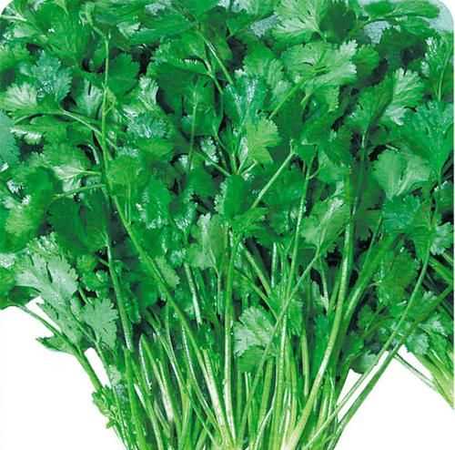 芫荽跟香菜的區(qū)別