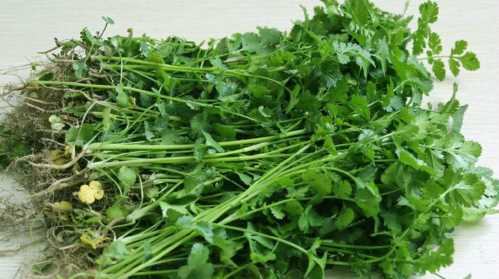 芫荽和香菜的區(qū)別香菜為什么叫芫荽
