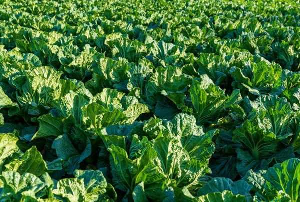 白菜每層都有黑點(diǎn)點(diǎn)是什么,白菜上的小黑點(diǎn)到底是什么東西圖1