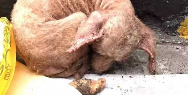 蜱蟲怕什么藥和氣味，蜱蟲死死咬在狗狗身上，要怎么取下來？圖3