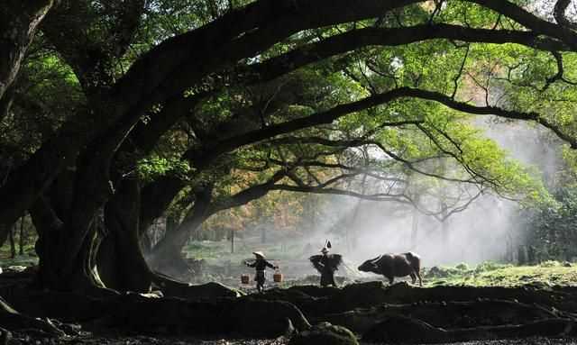 石牛山索道多少米，德化石牛山索道長(zhǎng)度在國(guó)內(nèi)排第幾？圖13