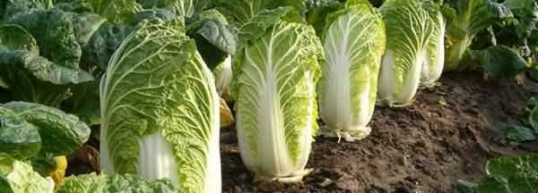 白菜每層都有黑點(diǎn)點(diǎn)是什么,白菜上的小黑點(diǎn)到底是什么東西圖8