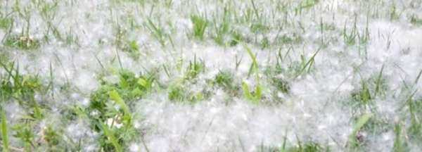 飄的白絮是什么,夏天天上飄的像棉花一樣的白絮絮是什么東西圖1