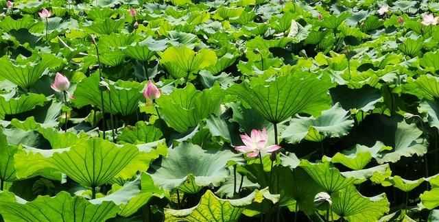 楊萬里的詩接天蓮葉無窮碧下一句是什么