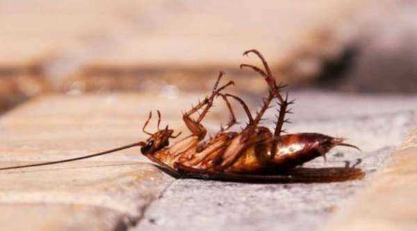 蟑螂存在的意義,夢見蒼蠅和蟑螂是什么意思圖3