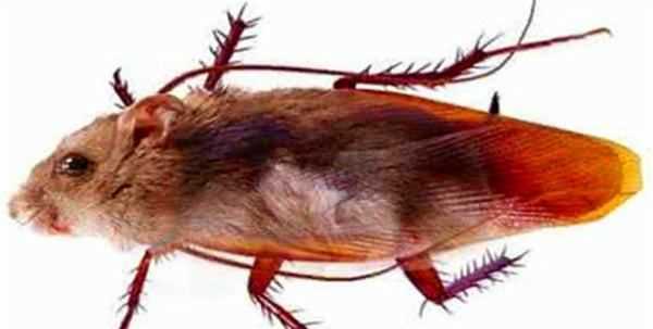 蟑螂存在的意義,夢見蒼蠅和蟑螂是什么意思圖4